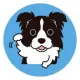 Collie Doge Coin