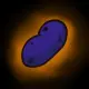 Jamma Beans