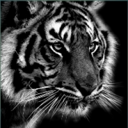 Black-Tiger Logo