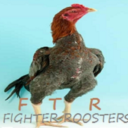 Fighter
Roosters