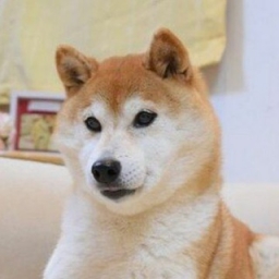 Kabosu Doge