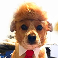 Dog of trump