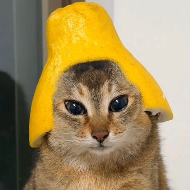 Citrus Helmet Cat