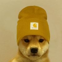 dogwifbeanie