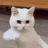 dancing cat