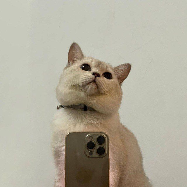 Snap Cat