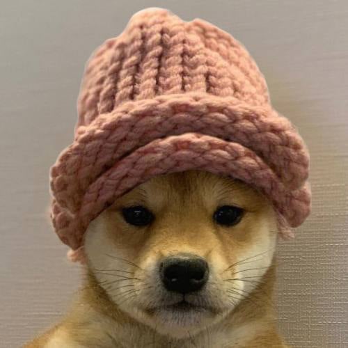 Dog wif hat