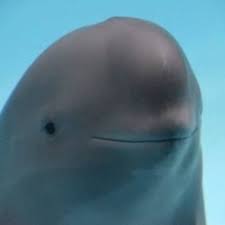 Miharu The Smiling Dolphin