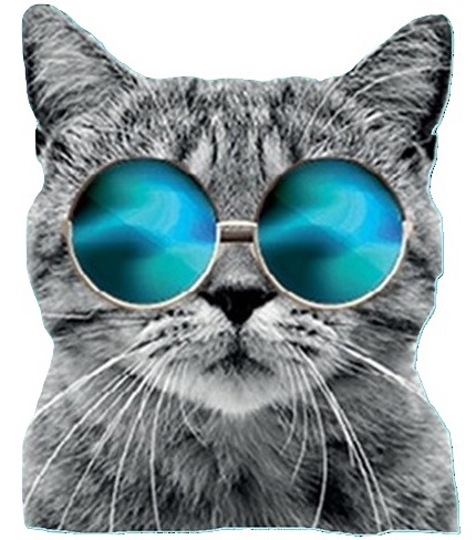 Cat wif sunglasses