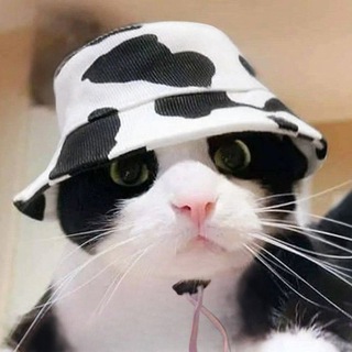 Moocat