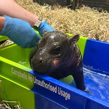 HAGGIS   Cute Pygmy Hippo