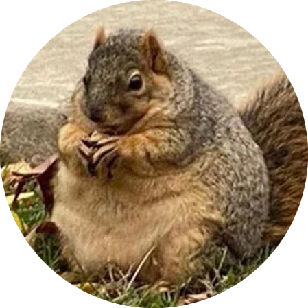 Winnie The Chubby Squirrel