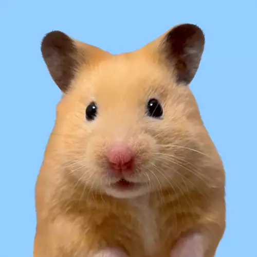 KUTO-HAMSTER  Trend Logo