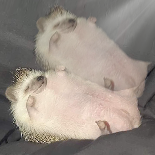 Aura-Hedgehog  Trend Logo