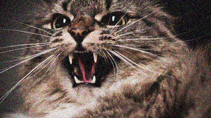 Rebel Cat
