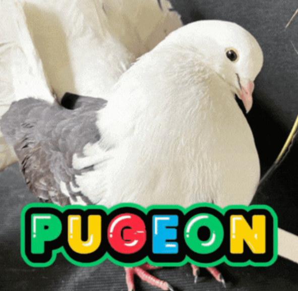 PUMP-PIGEON-FUN  Trend Logo