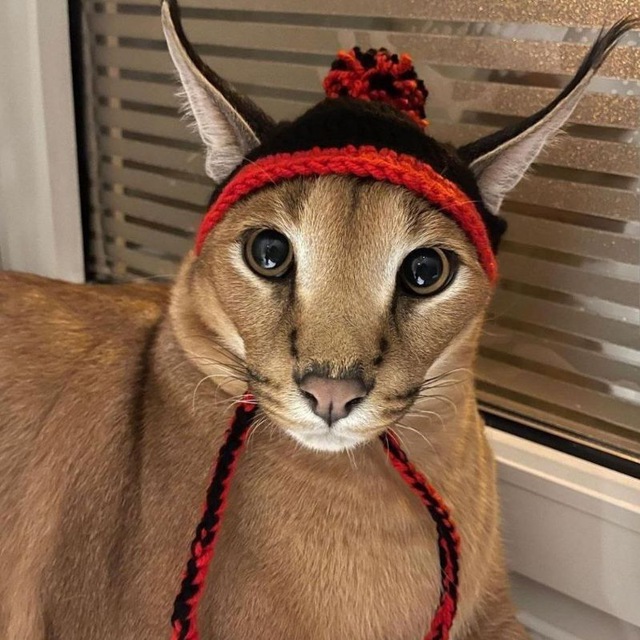 catwifhat  Trend Logo