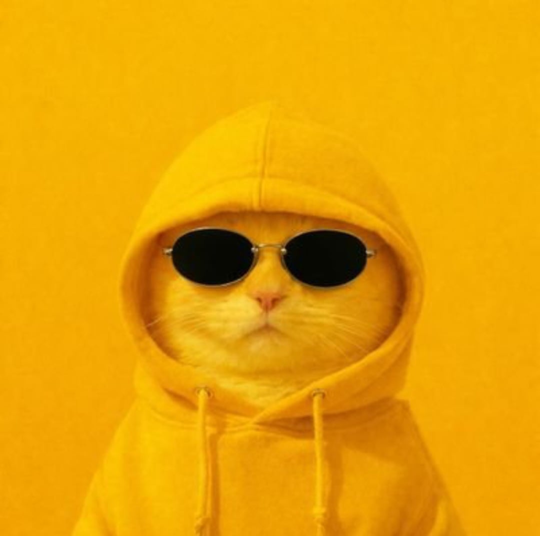 YellowCatz