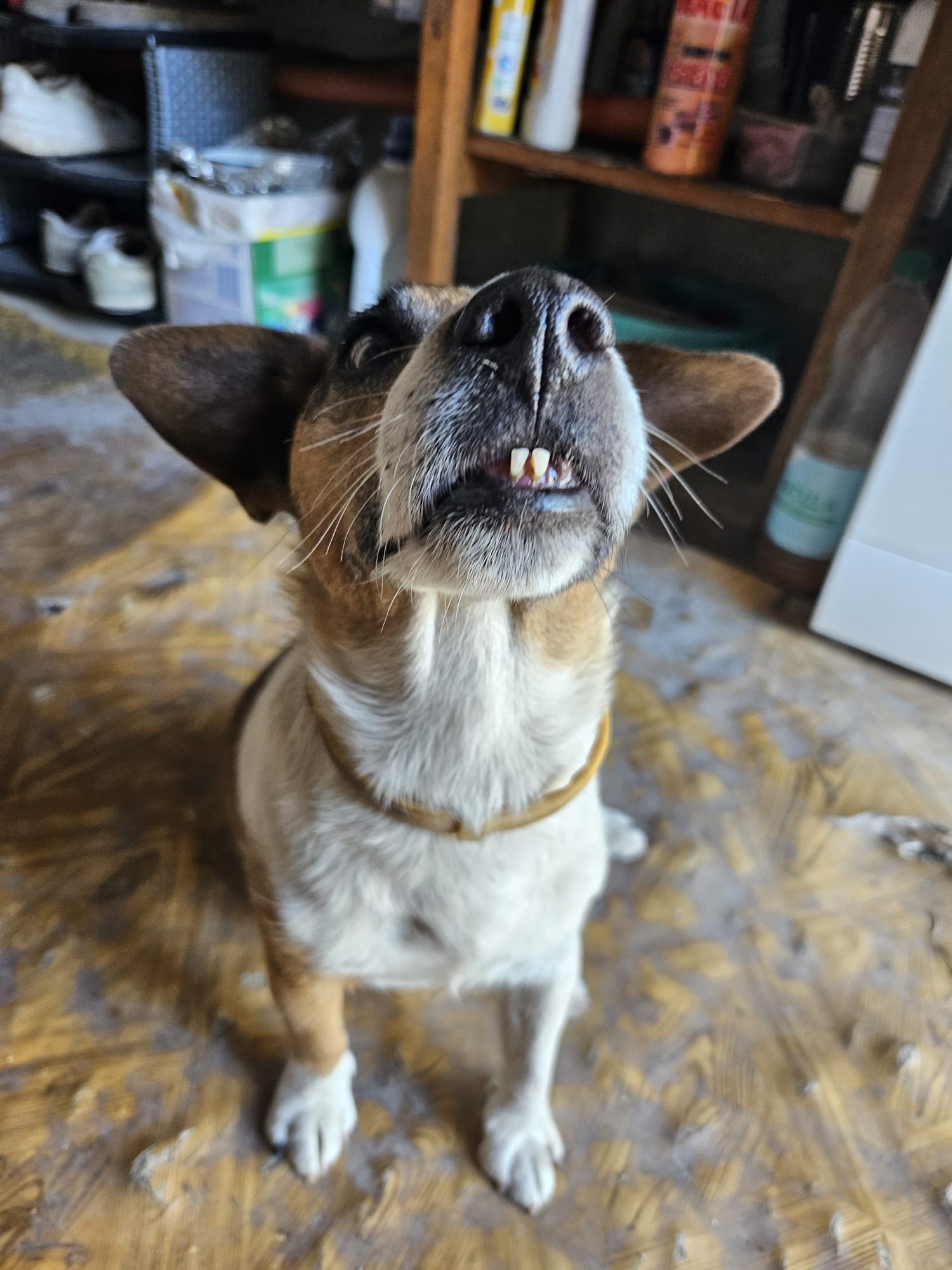 Dog-Squirrel Logo