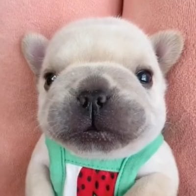 PIBBLE Logo