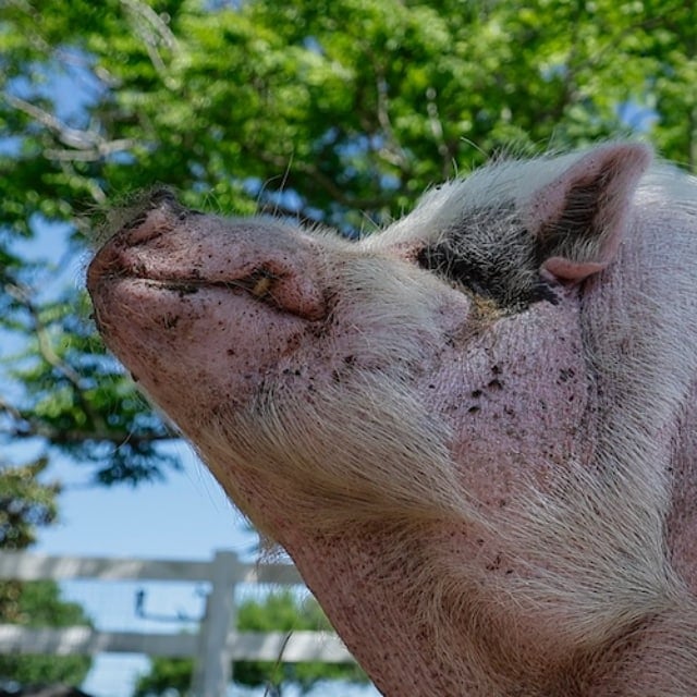 WADDLES LIVE Logo