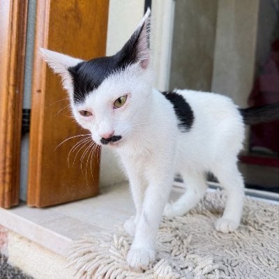 Stache cat Logo