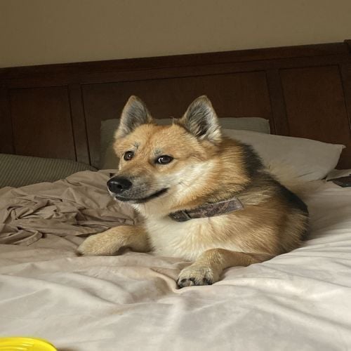 Doge2 Logo