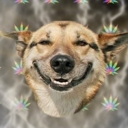 Stoner-Doge Logo