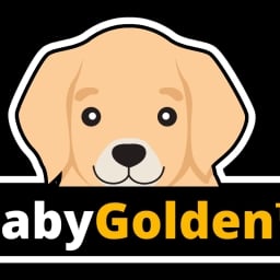 BabyGolden