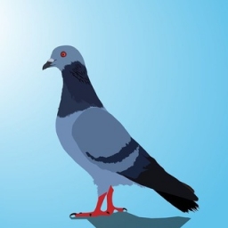 PolyLittlePigeon Logo