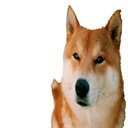 BIGBROTHERDOGE Logo