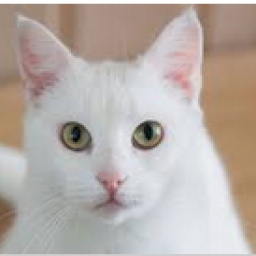 White Cat