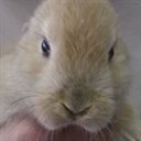 Savebunny.com