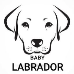 Baby-Labrador Logo