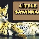 Littlesavannah